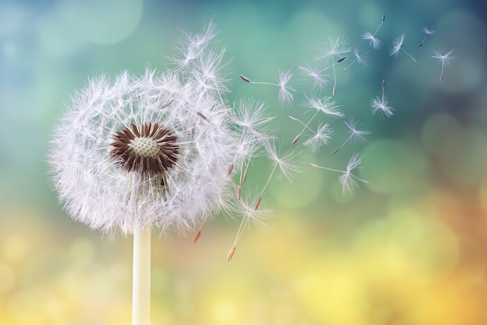 Wishes