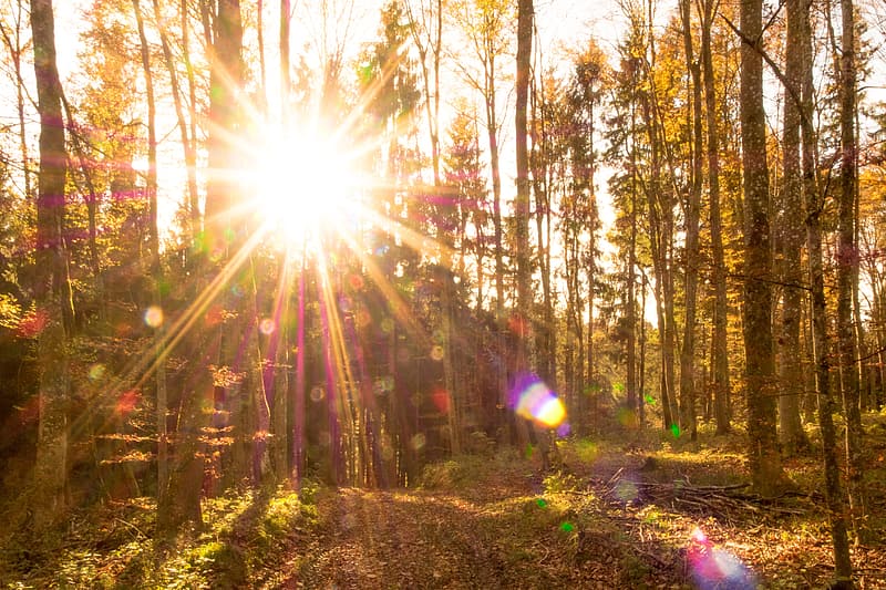 Sun Rays Coming Through Trees